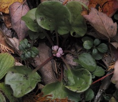 Pyrola asarifolia
