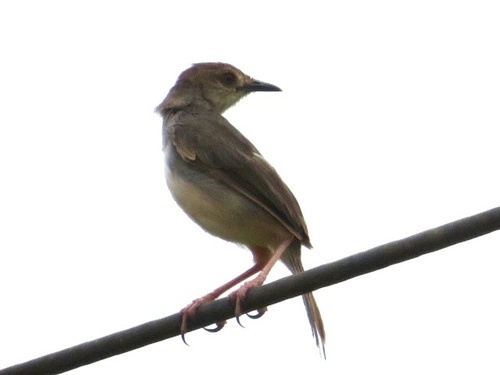 Chattering Cisticola