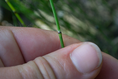 Equisetum variegatum