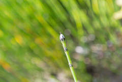 Equisetum variegatum