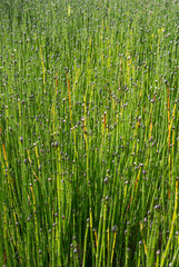 Equisetum variegatum