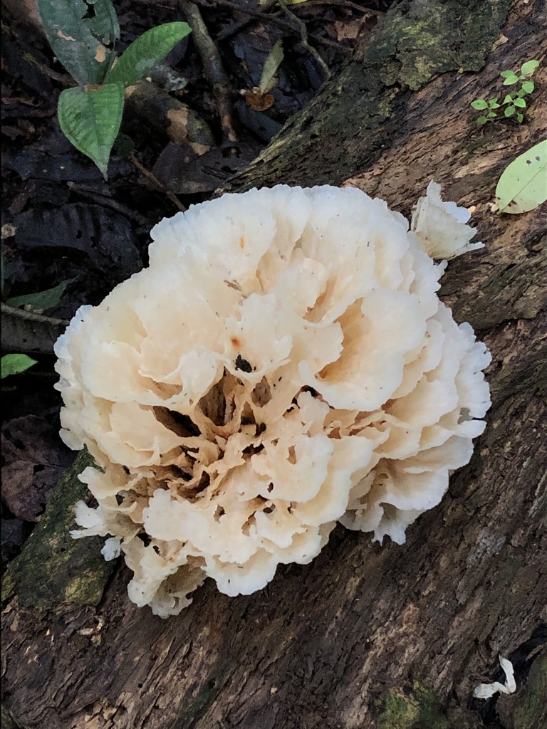 Irpex rosettiformis · January 2020 · photo: © blazeclaw (iNaturalist, cc-by)