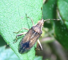 Harmostes fraterculus