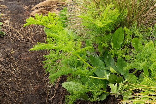 Afrosciadium rhodesicum image