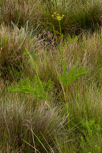 Afrosciadium rhodesicum image