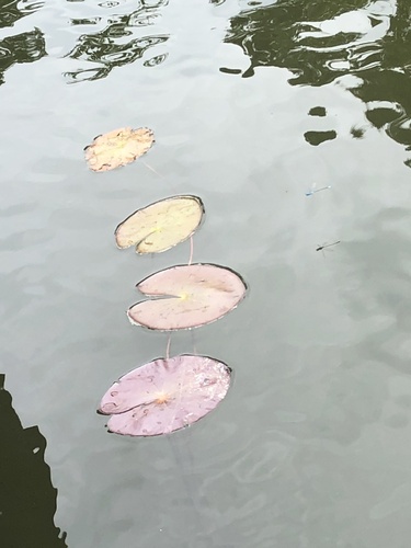 Amazon waterlily (Nymphaea amazonum)