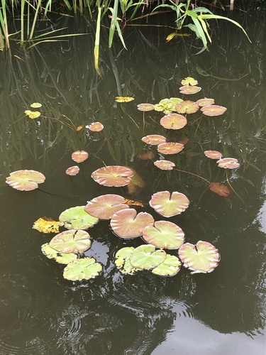 Amazon waterlily (Nymphaea amazonum)