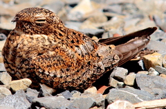 Chordeiles gundlachii