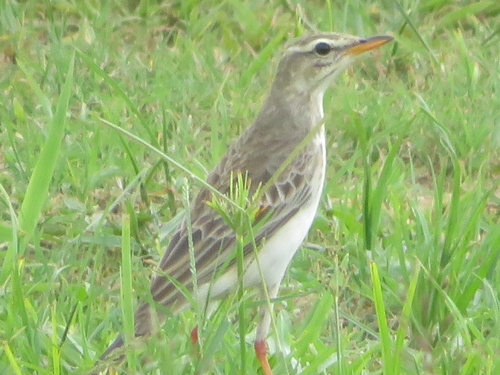 Long-legged Pipit