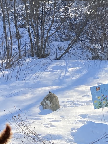 Bobcat photographed in Maine