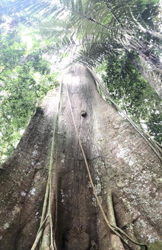 Ceiba pentandra