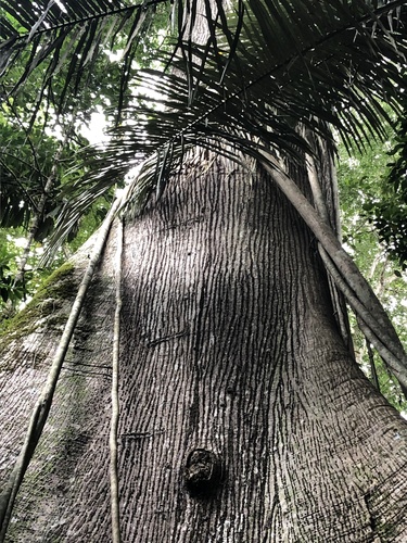 Ceiba pentandra
