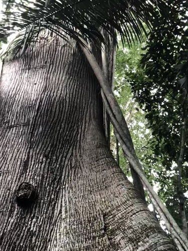 Ceiba pentandra