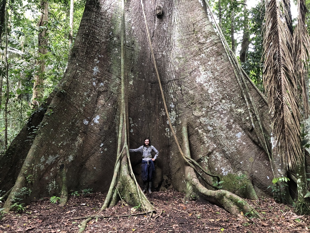 Ceiba pentandra, Parque Nacional del Manu, Madre de Dios, PE