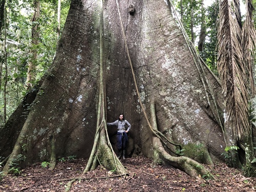 Ceiba pentandra - Whole tree