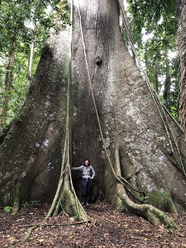 Ceiba pentandra