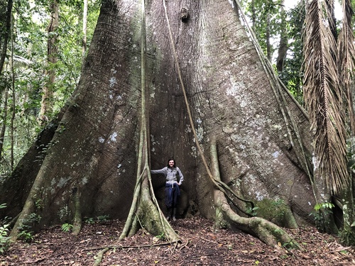 Ceiba pentandra