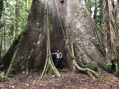 Ceiba pentandra
