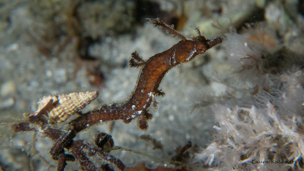 Pipehorse (Amphelikturus dendriticus) — Syngnathidae