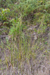 Juncus alpinoarticulatus