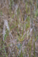 Juncus alpinoarticulatus