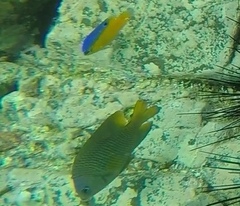 Stegastes flavilatus