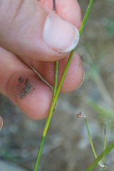 Juncus alpinoarticulatus