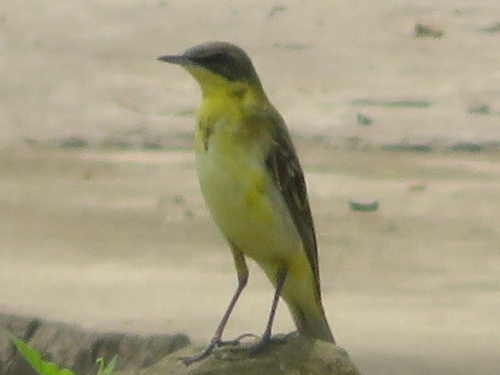 Western Yellow Wagtail