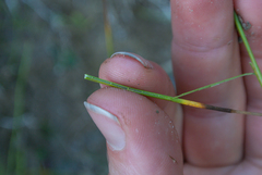 Juncus alpinoarticulatus