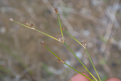 Juncus alpinoarticulatus