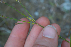 Juncus alpinoarticulatus