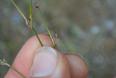 Juncus alpinoarticulatus