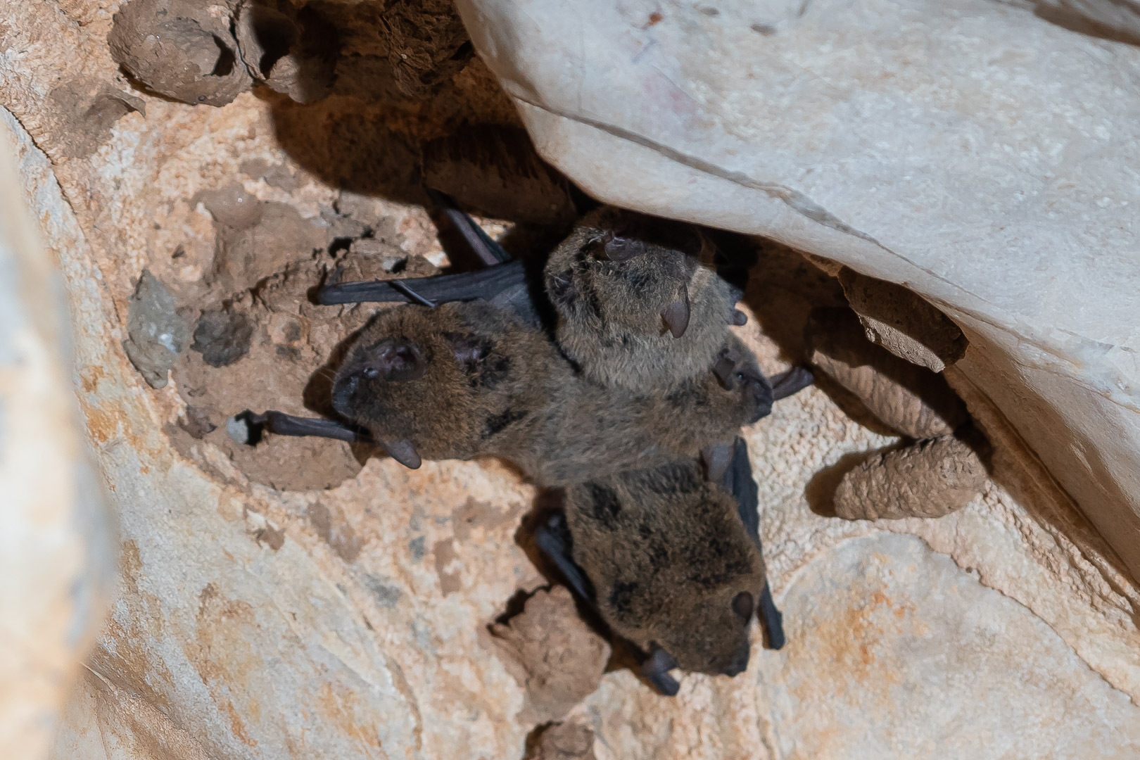 Western Cave Bat photo 2