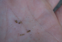 Juncus alpinoarticulatus