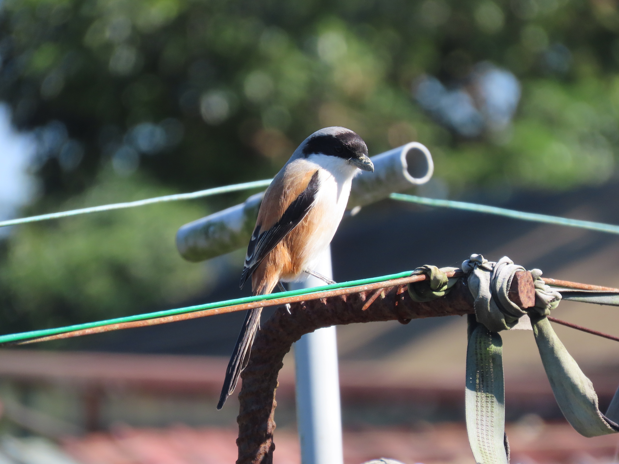 Long-tailed Shrike