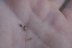 Juncus alpinoarticulatus