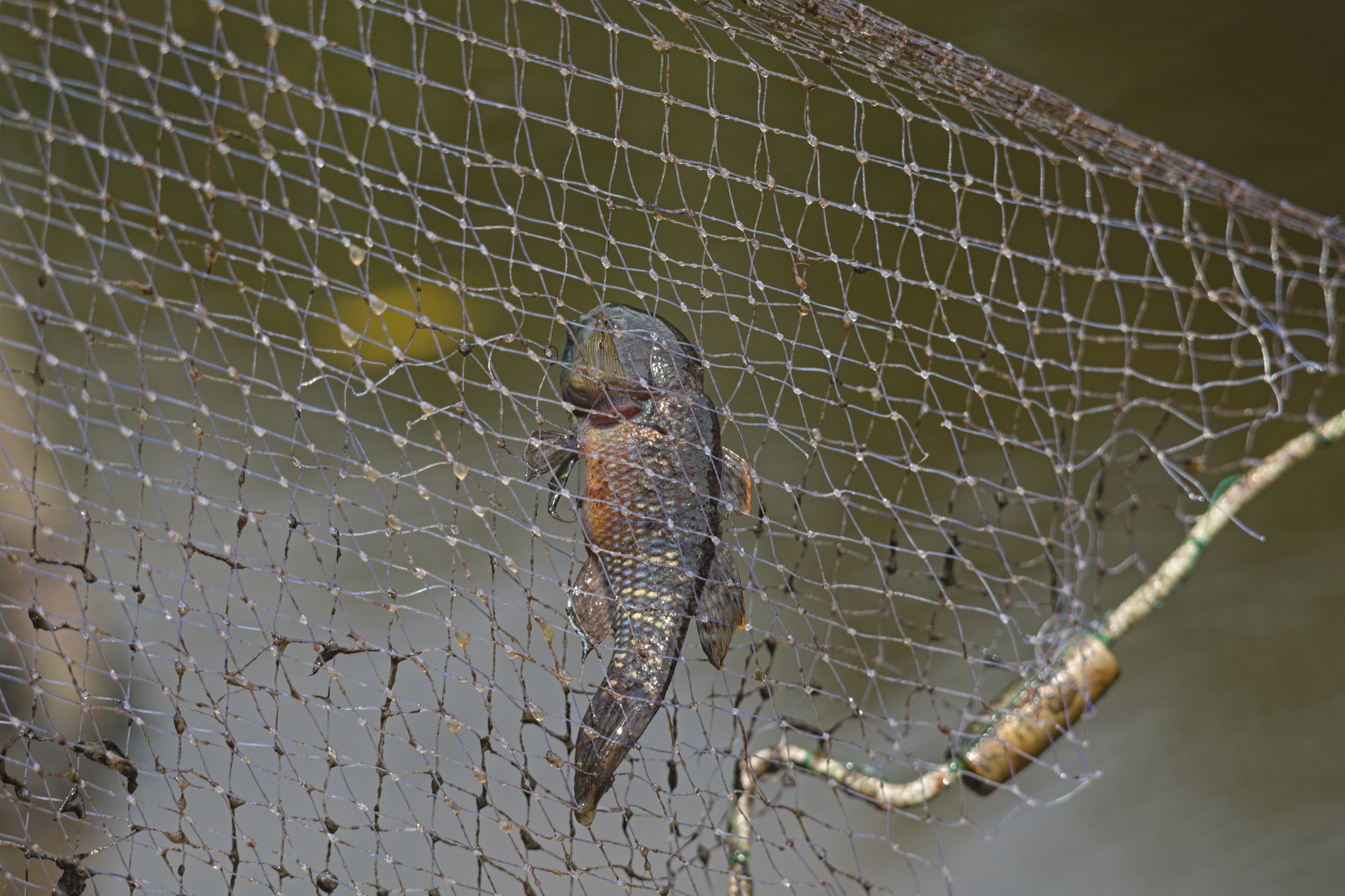 Dormitator Latifrons (richardson, 1844)