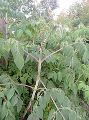 Dahlia imperialis image