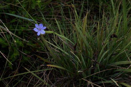 Aristea abyssinica image