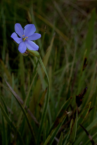 Aristea abyssinica image