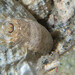 Monogram Isopod - Photo (c) Laura Kushner, some rights reserved (CC BY-NC), uploaded by Laura Kushner