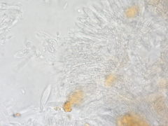 Hamatocanthoscypha uncipila image