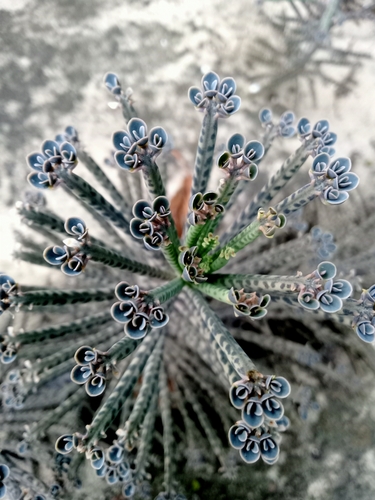 Kalanchoe delagoensis iNat (2)