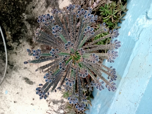 Mother of Thousands