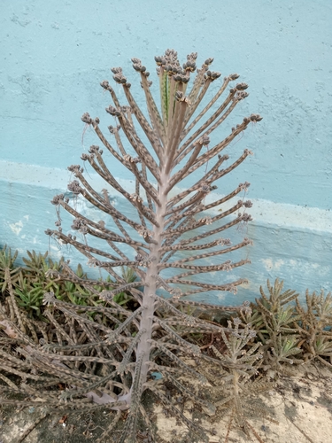 Mother of Thousands