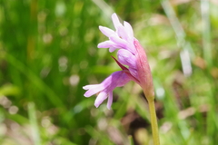 Tulbaghia coddii image