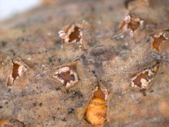 Pezicula ocellata