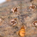 Pezicula ocellata - Photo (c) Eugene Popov, algunos derechos reservados (CC BY), uploaded by Eugene Popov