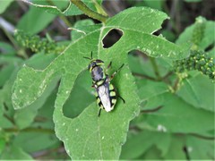 Hedriodiscus truquii