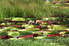 Victoria boliviana, photograph Vincent A. Vos, CC BY, iNaturalist via GBIF